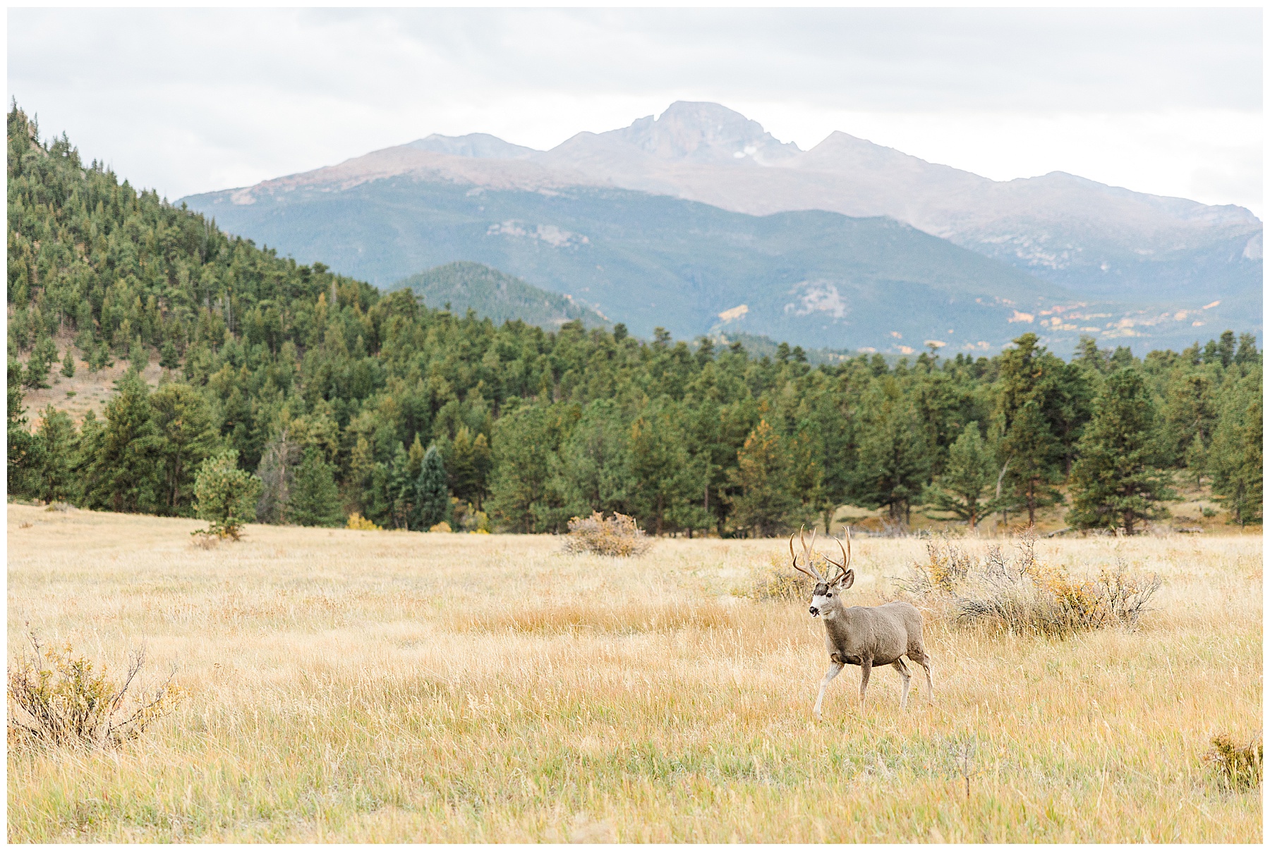 Rocky Mountain National Park elk bull