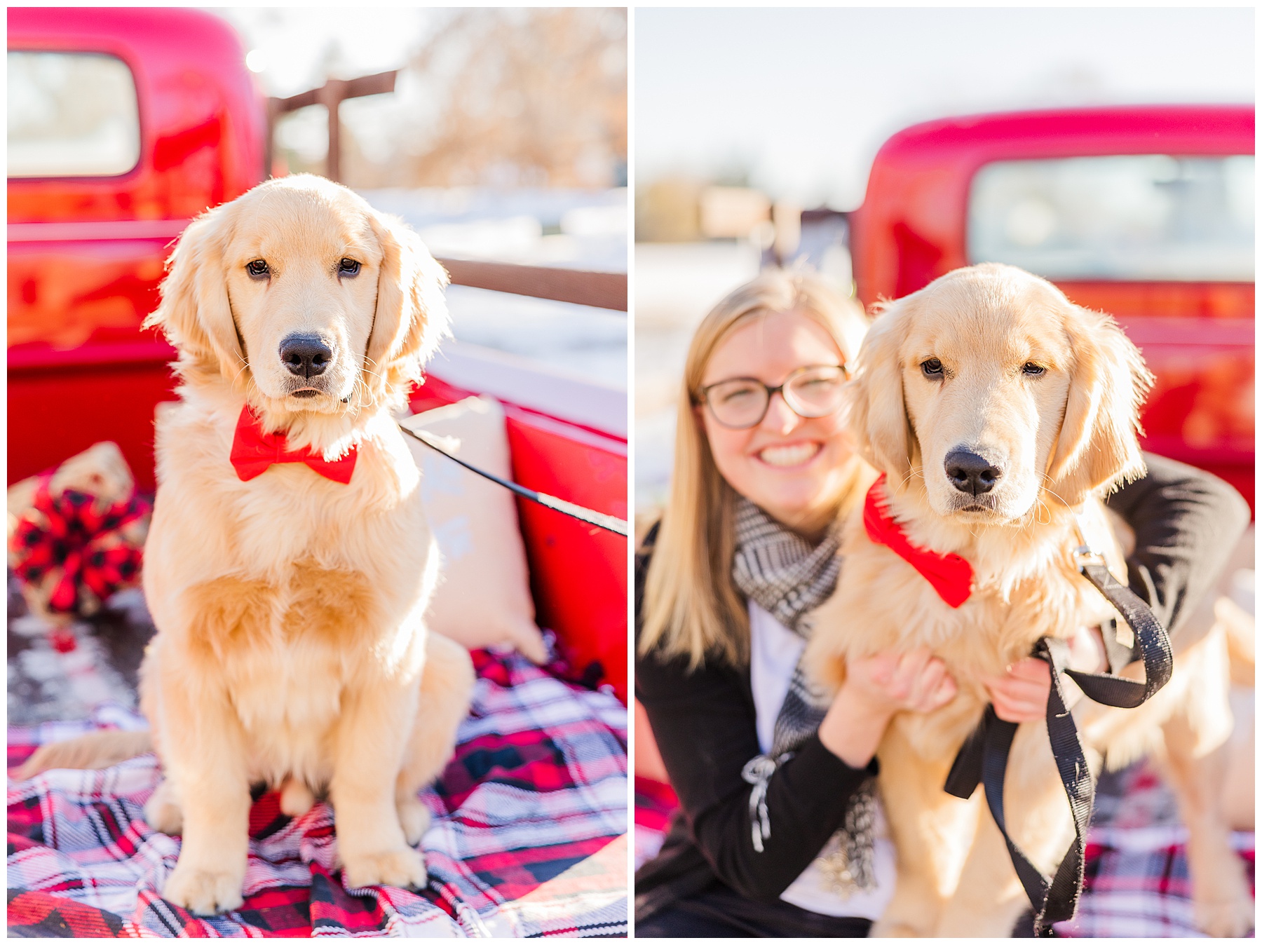 golden retriever sit with owner in the back of a red truck during Christmas photoshoot