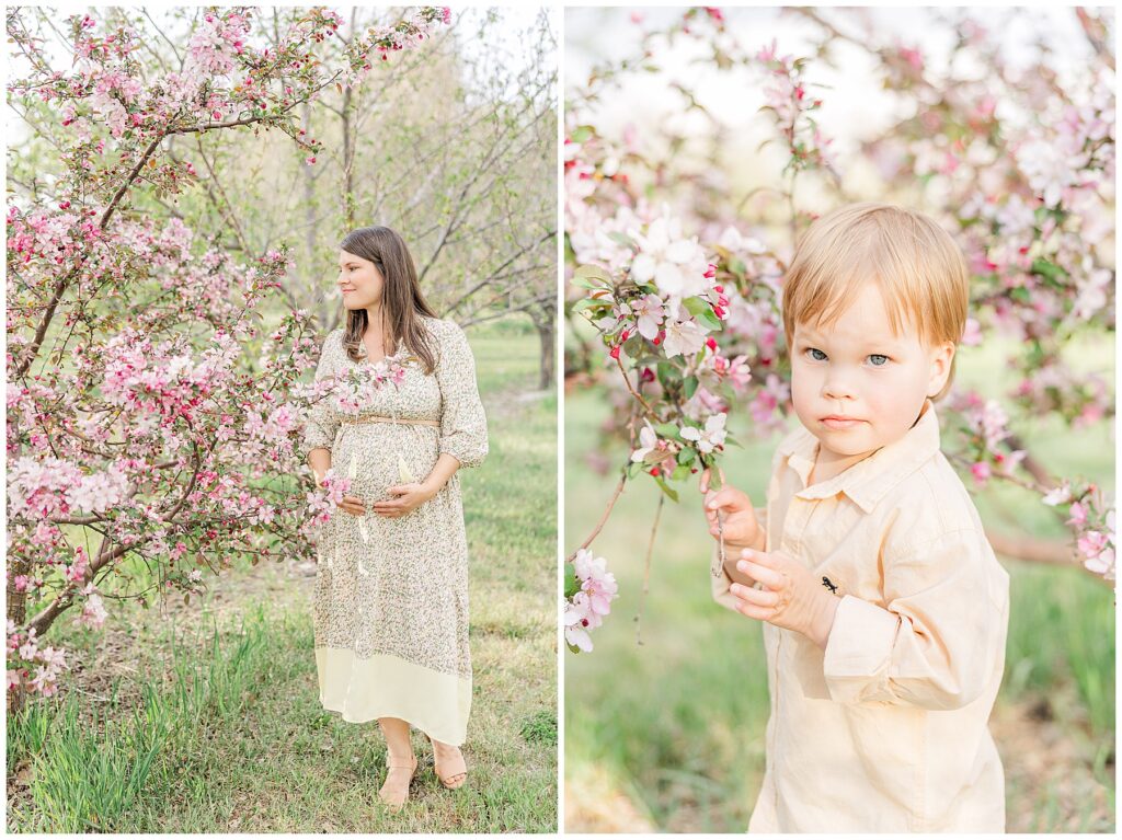 Mother wraps her hands below her belly while sniffing blooms during the Peterson Family Maternity Session | Ya Ya Orchard Longmont, CO