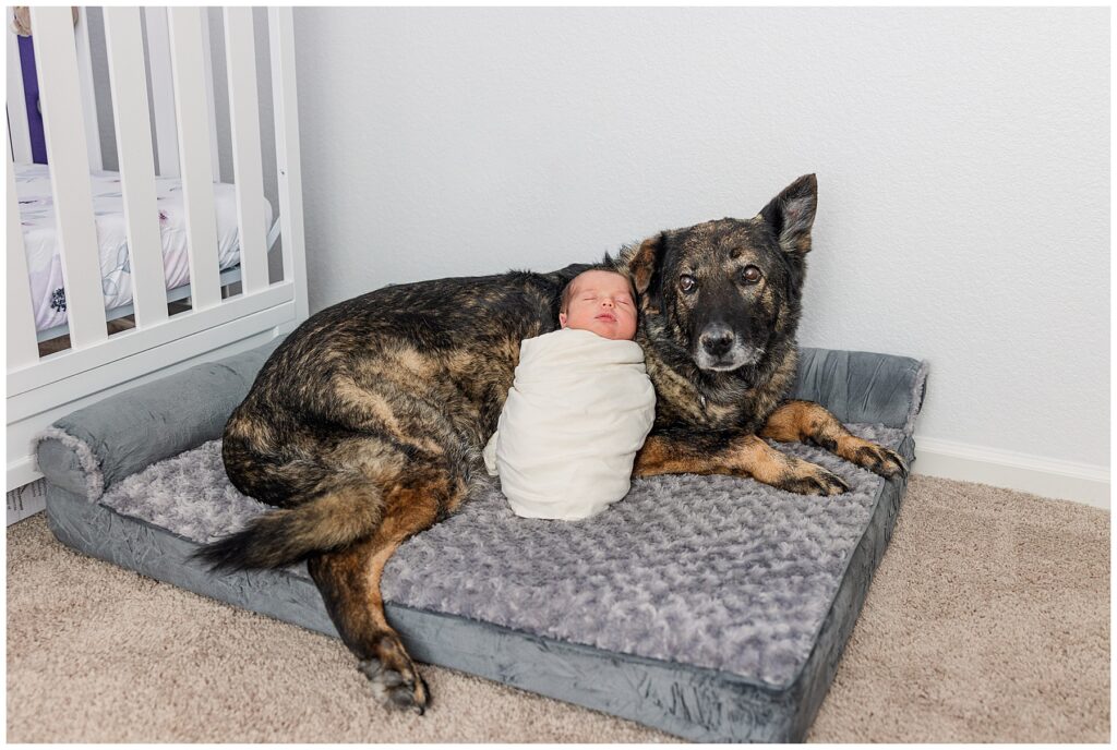precious newborn baby girl sleeps snuggled up to family dog in Frederick, CO