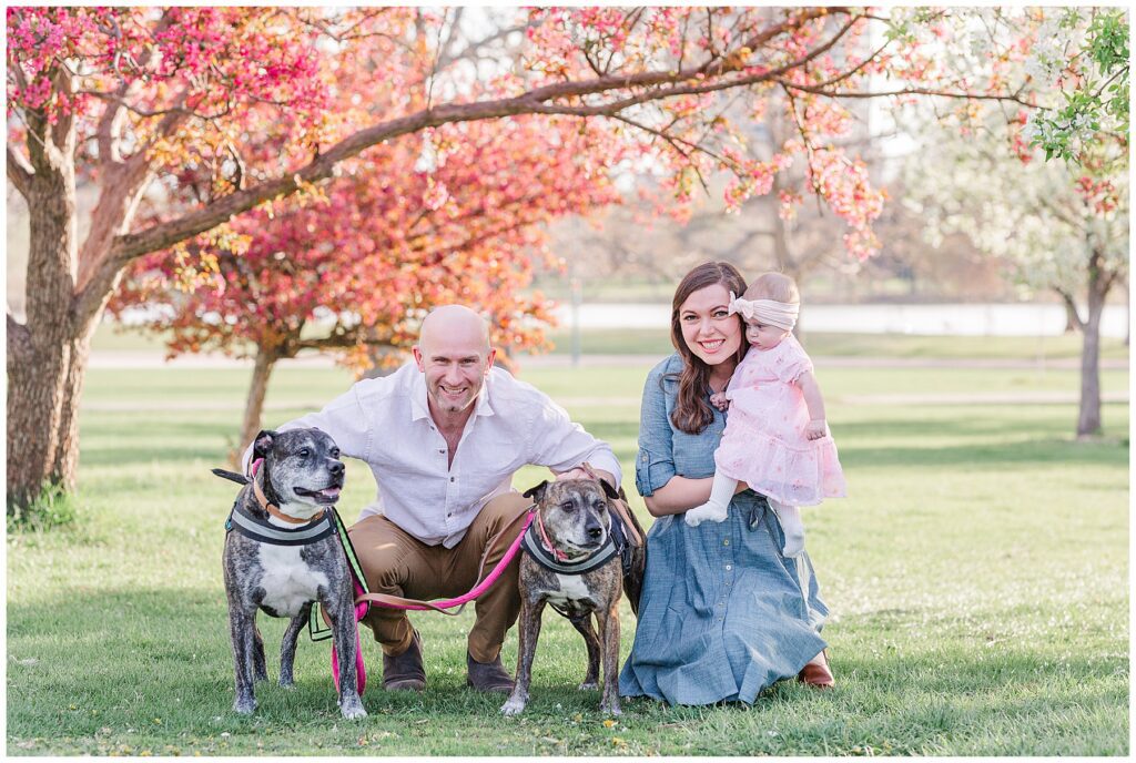 Family of three pose with their dogs with blossoming flowers behind them in Colorado and is featured in a blog regarding considerations for location scouting in Colorado