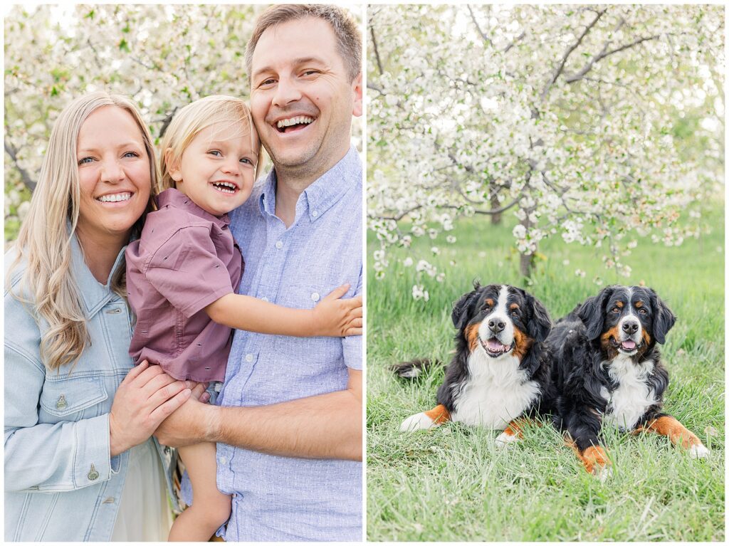 apple blossom mini sessions with family photographer Catherine Chamberlain of Colorado